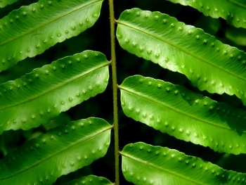 1600*1200 Vista ֲֽ 275 ţڰ˼25